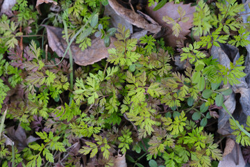 Young  plants growing in natural forest floor