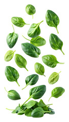 flying fresh green spinach leaves scattered isolated on a transparent white background, clipping path