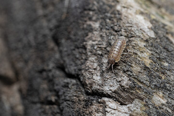 Eco concept – macro photo of a woodlouse on tree bark, natural background