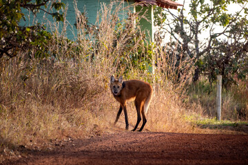 Lobo Guara
