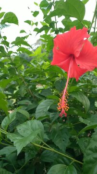 Hibiscus rosa sinensis, also called Flower shoe or Hibiscus flower, its flowers are red, white, yellow, orange, and pink, this plant species is from the Malvaceae family of the genus Hibiscus