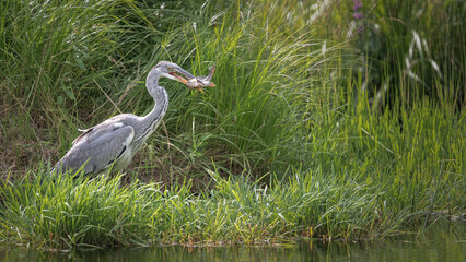 Grey heron stands poised in vibrant greenery, holding a freshly caught fish in its beak