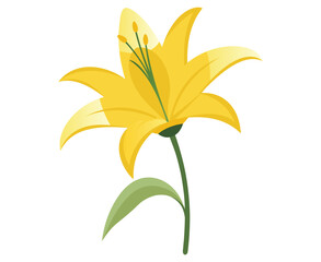 Bright Yellow Lily Flower Illustration with Green Stem and Leaf