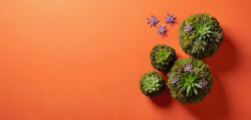 Fototapeta premium Kokedama arrangement features succulents, moss balls on vibrant orange backdrop. Living art organic, minimalist design with botanical elements, purple flowers, bringing zen, natural beauty, freshness