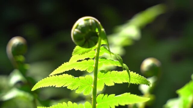 Vibrant Green Fern Fiddlehead Unfurling in the Gentle Sunlight of a Serene Forest