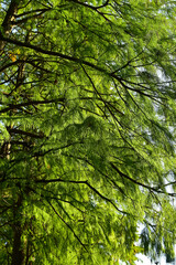 Fototapeta premium Low angle of the tree, full of tree branches and leaves. A bunch of tree branches. Looking up to the trees. Nature concept. Tree background.