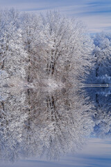 Winter landscape of snow covered trees on the shoreline of Jackson Hole Lake with reflections in calm water, Fort Custer State Park, Michigan, USA