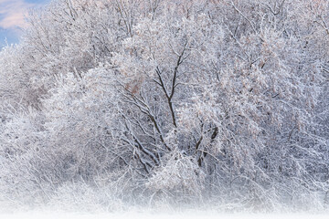 Winter landscape of a snow flocked forest at dawn, Fort Custer State Park, Michigan, USA