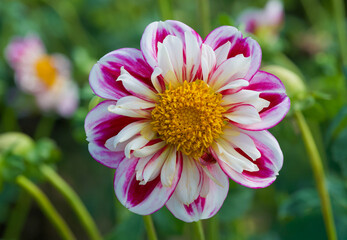 Beautiful close-up of a collerette dahlia