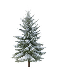 A solitary snow covered evergreen tree against a stark black background