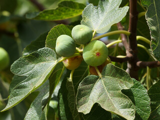 Ficus carica, common fig, also called fig tree and fig for short