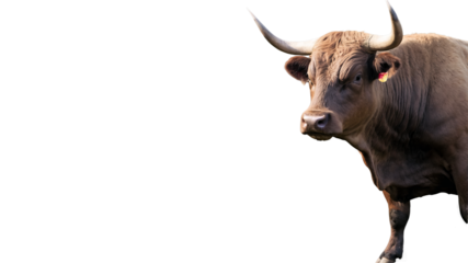 A majestic and robust brown bull with strong imposing horns gazes ahead a symbol of raw animal power and rustic farm life