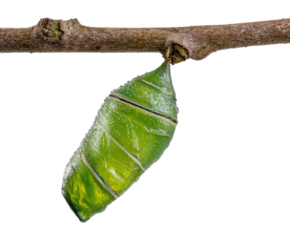 Metamorphosis of a butterfly in chrysalis stage on branch on a transparent background, cut out