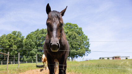 Portrait of a brown horse.