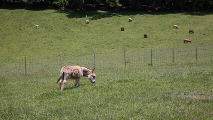 Donkey eating in a field.