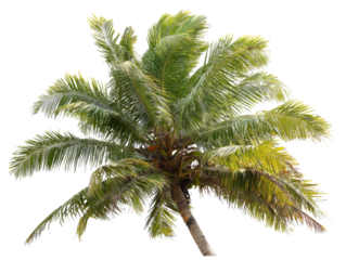 Lush green palm tree swaying in tropical breeze on sunny day on a transparent background, cut out