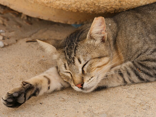 sleeping tabby cat breed, protection from the sun