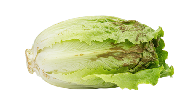 A single head of romaine lettuce with some discoloration isolated on a solid dark surface view