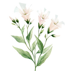 Stock Flower, watercolor clipart vector, isolated on a white background.