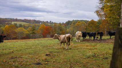 Cattle in the field in the fall.