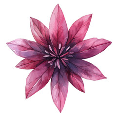 Fototapeta premium Spider Flower, watercolor drawing vector, isolated on a white background.