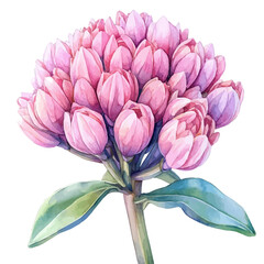 Sedum Flower, watercolor illustration vector, isolated on a white background.