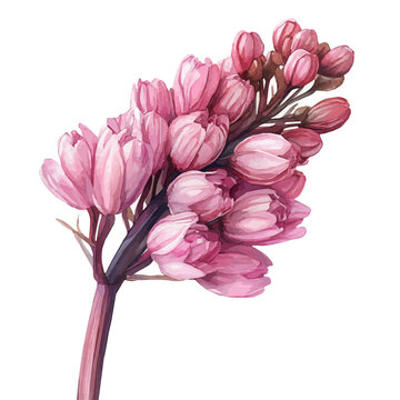 Sedum Flower, watercolor clipart vector, isolated on a white background.