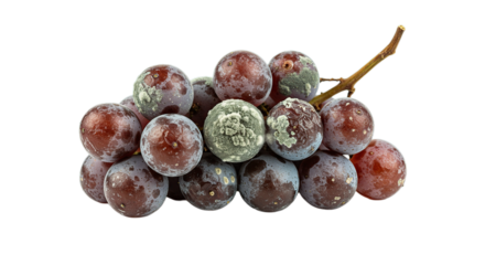 A bunch of red grapes with some mold on a few of them and a small stem attached to the fruit bunch