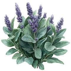watercolor of Sage Flower, vector, isolated on a white background.