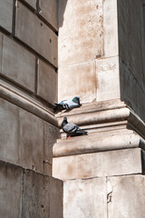 Gołębie odpoczywające na budynku architektonicznym © Filip