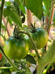 green tomatoes on a vine