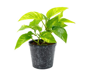 Obraz premium Vibrant indoor plant enhances living space decor in modern home on a transparent background, cut out