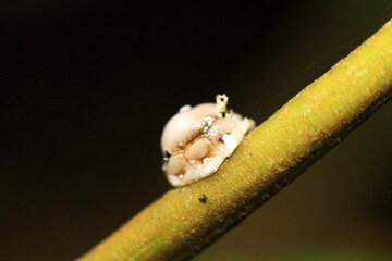 close up of a bug on a leaf
