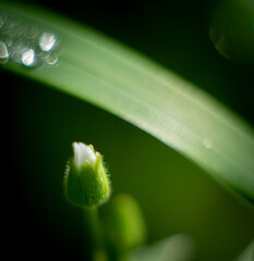 lily of the valley