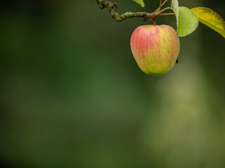 ripe apples on a tree branch, symbolizing autumn harvest and healthy living