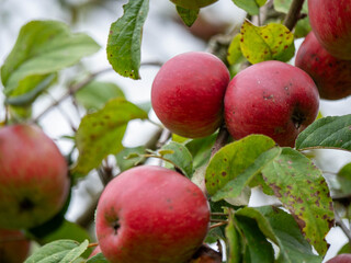 ripe apples on a tree branch, symbolizing autumn harvest and healthy living