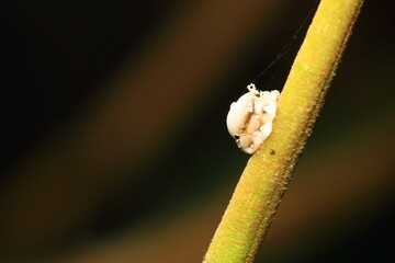 close up of a bug on a leaf