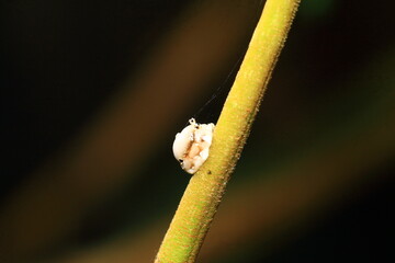 close up of a bug on a leaf
