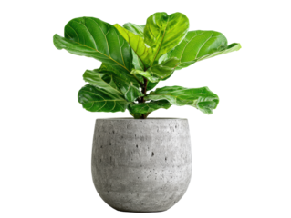 Fiddle leaf fig in a modern concrete planter for home decor on a transparent background, cut out