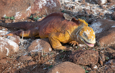 Iguana