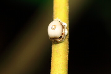 close up of a bug on a leaf