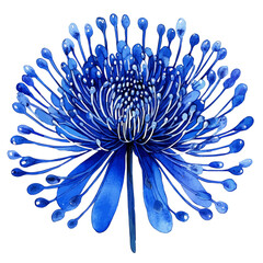 Pincushion Flower, watercolor drawing vector, isolated on a white background.