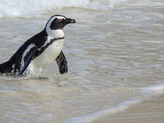 Obraz premium African Penguin Returning to Shore