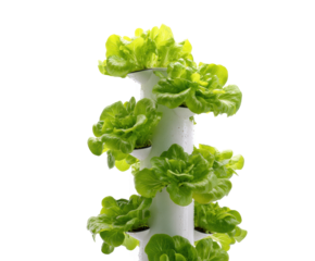 Vertical garden for growing fresh lettuce at home on a transparent background, cut out