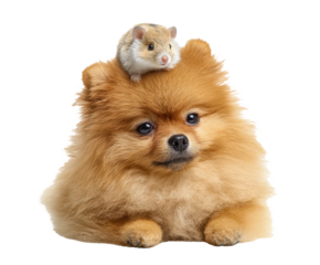 Pomeranian dog with hamster on its head in playful moment on a transparent background, cut out