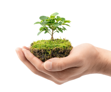 New plant in hand symbolizes sustainability and nature care on a transparent background, cut out - Powered by Adobe