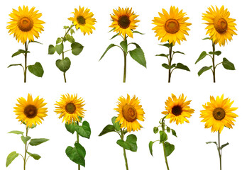 Sunflowers collection isolated on white background. Sun symbol. Flowers yellow, agriculture. Seeds and oil. Flat lay, top view