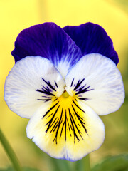 Pansy