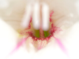 The heart of gladiolus