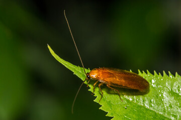 Virginia Wood Cockroach - Parcoblatta virginica